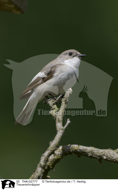 Trauerschnpper / THA-02777
