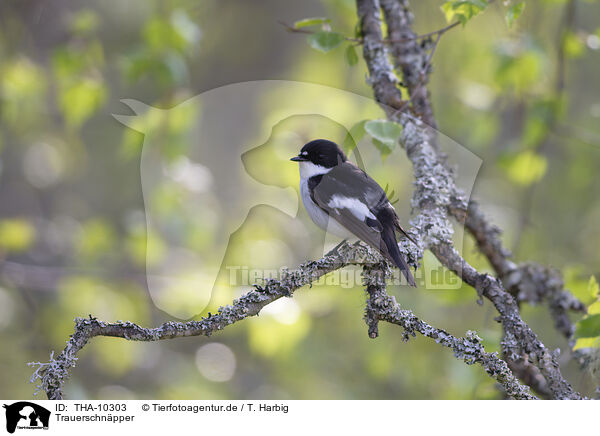 Trauerschnpper / European pied flycatcher / THA-10303