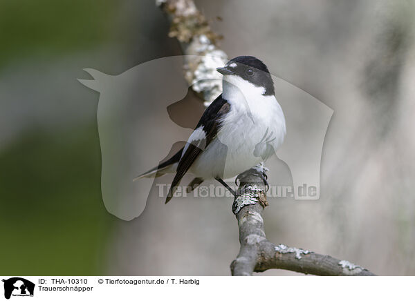 Trauerschnpper / European pied flycatcher / THA-10310