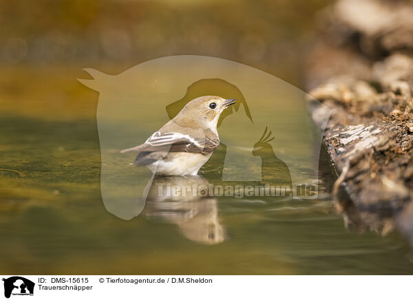 Trauerschnpper / western pied flycatcher / DMS-15615