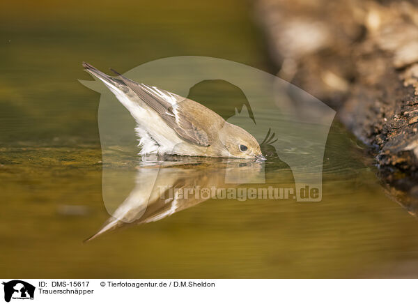 Trauerschnpper / western pied flycatcher / DMS-15617