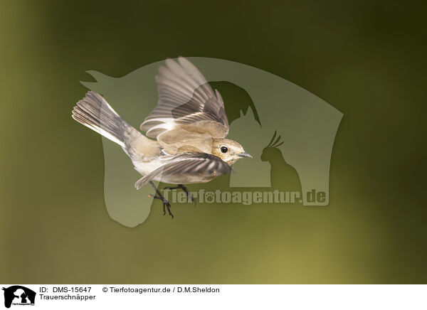 Trauerschnpper / western pied flycatcher / DMS-15647