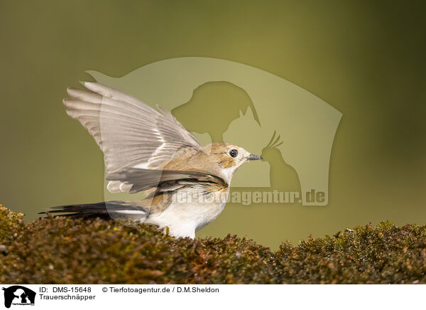 Trauerschnpper / western pied flycatcher / DMS-15648