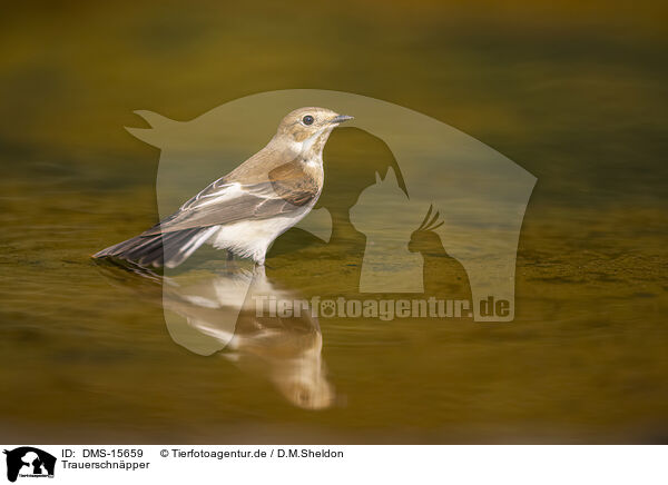 Trauerschnpper / western pied flycatcher / DMS-15659