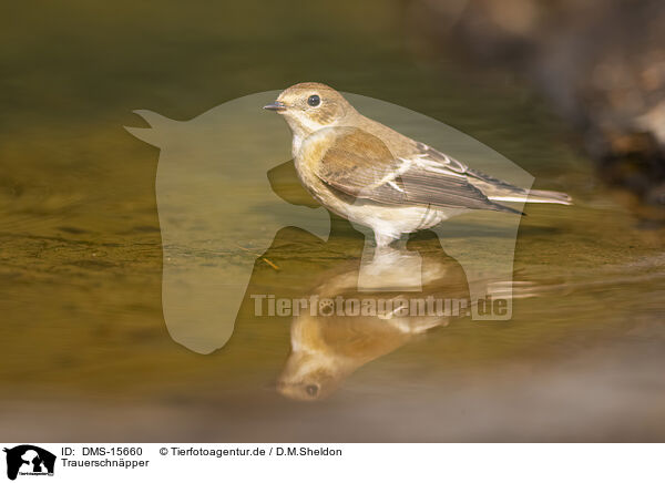 Trauerschnpper / western pied flycatcher / DMS-15660