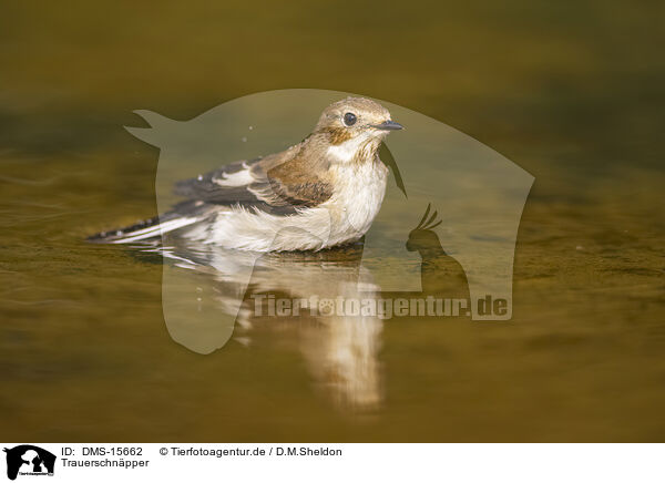 Trauerschnpper / western pied flycatcher / DMS-15662