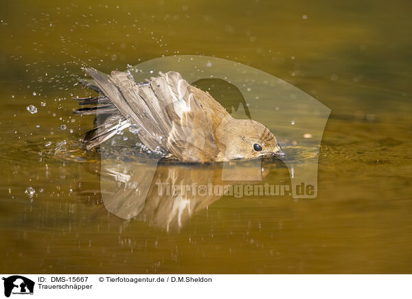 Trauerschnpper / western pied flycatcher / DMS-15667