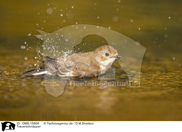 Trauerschnpper / western pied flycatcher / DMS-15668