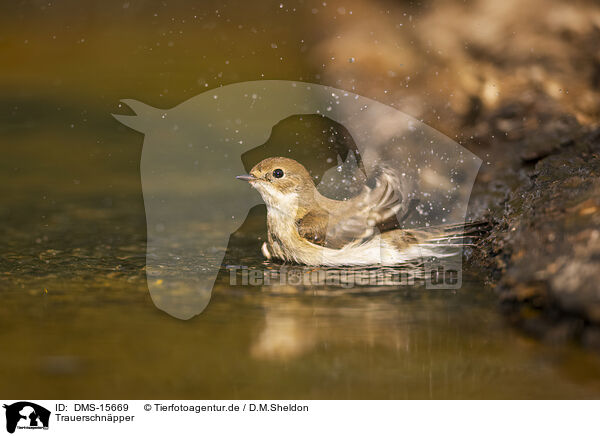 Trauerschnpper / western pied flycatcher / DMS-15669