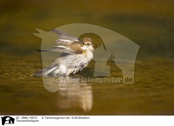 Trauerschnpper / western pied flycatcher / DMS-15672