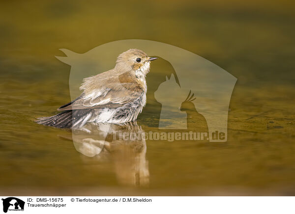 Trauerschnpper / western pied flycatcher / DMS-15675