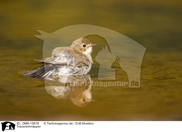 Trauerschnpper / western pied flycatcher / DMS-15676