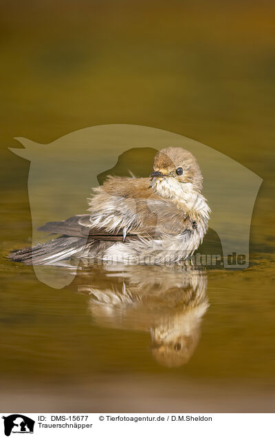 Trauerschnpper / western pied flycatcher / DMS-15677