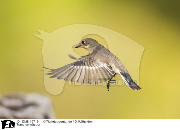 Trauerschnpper / western pied flycatcher / DMS-15719