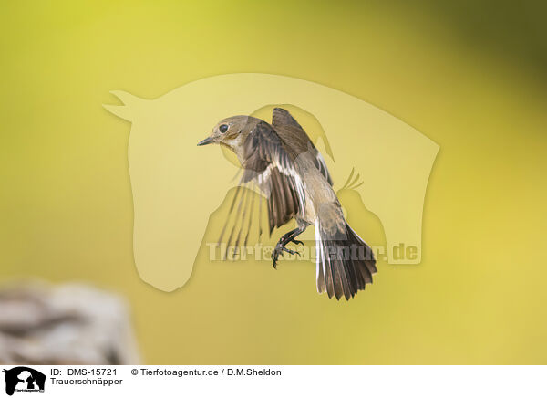 Trauerschnpper / western pied flycatcher / DMS-15721