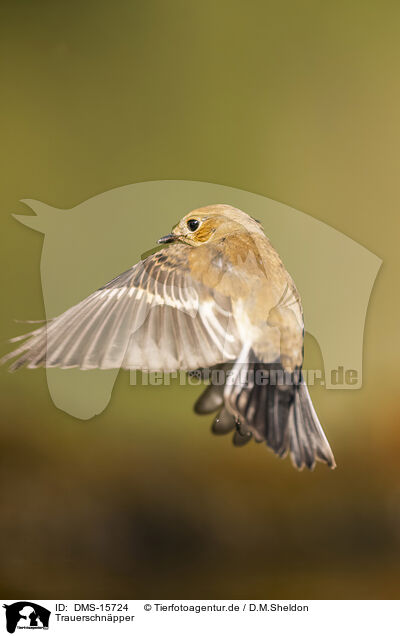Trauerschnpper / western pied flycatcher / DMS-15724
