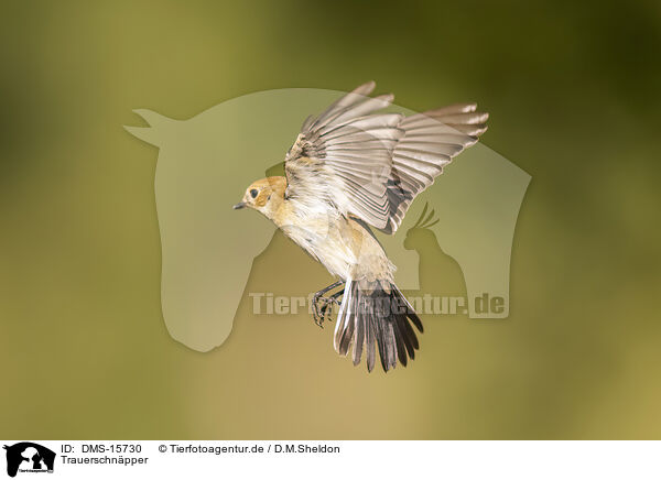 Trauerschnpper / western pied flycatcher / DMS-15730