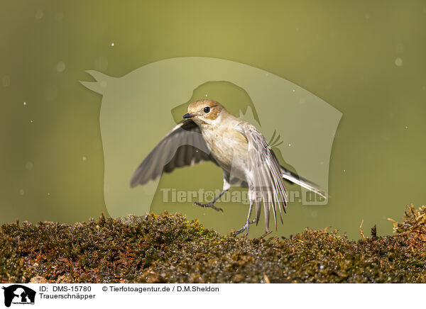 Trauerschnpper / western pied flycatcher / DMS-15780