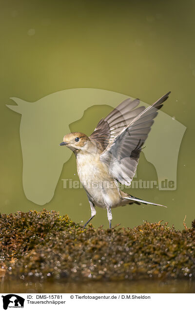 Trauerschnpper / western pied flycatcher / DMS-15781