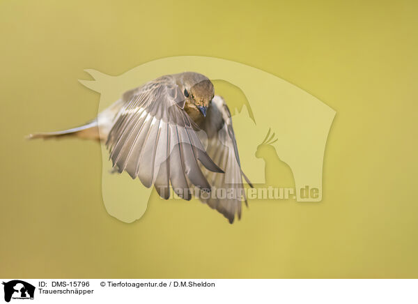 Trauerschnpper / western pied flycatcher / DMS-15796