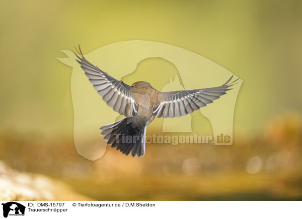 Trauerschnpper / western pied flycatcher / DMS-15797