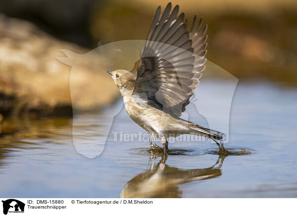 Trauerschnpper / western pied flycatcher / DMS-15880