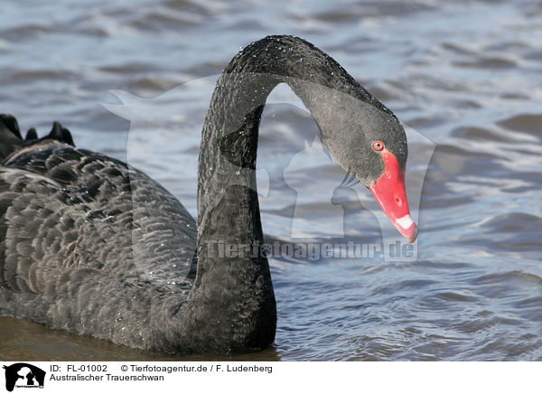 Australischer Trauerschwan / FL-01002