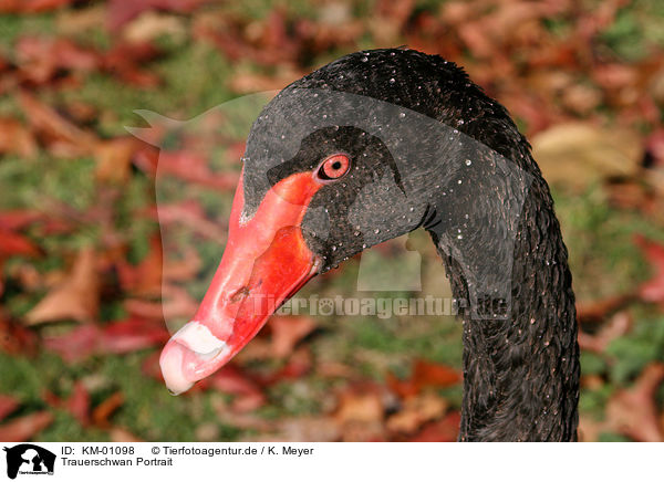 Trauerschwan Portrait / black swan / KM-01098