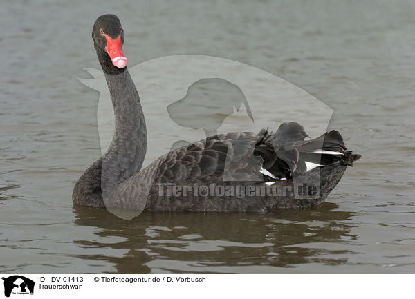 Trauerschwan / black swan / DV-01413