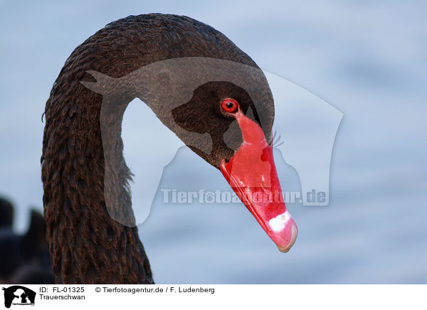 Trauerschwan / black swan / FL-01325