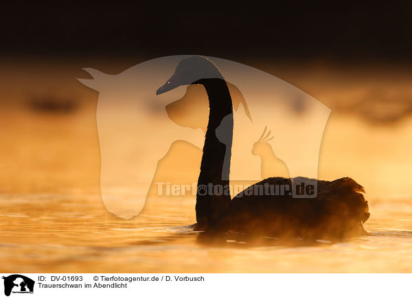 Trauerschwan im Abendlicht / black swan / DV-01693