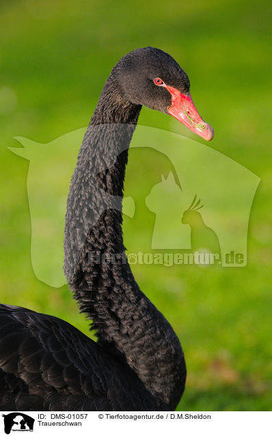 Trauerschwan / black swan / DMS-01057