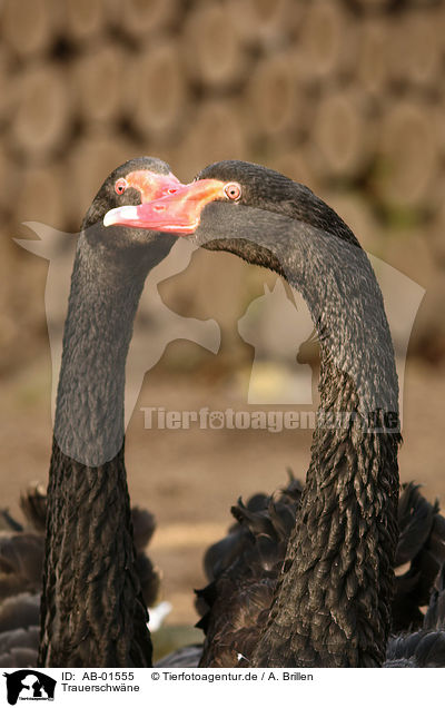 Trauerschwne / black swans / AB-01555