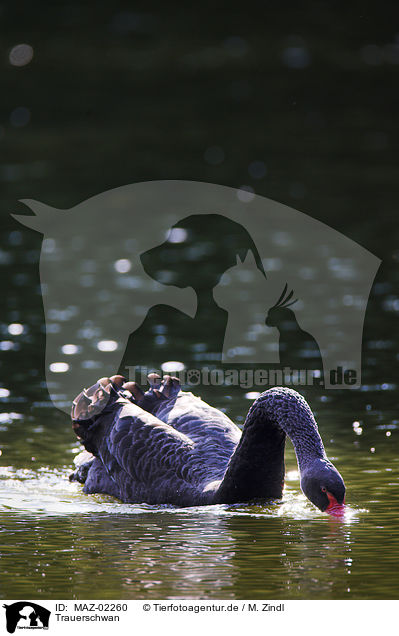 Trauerschwan / MAZ-02260
