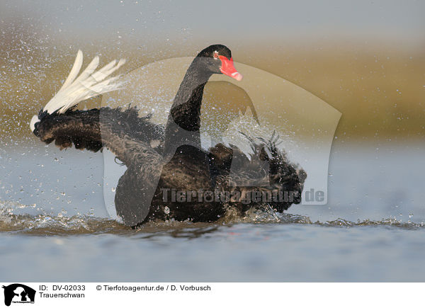 Trauerschwan / black swan / DV-02033
