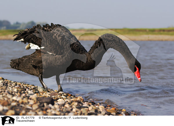 Trauerschwan / black swan / FL-01779
