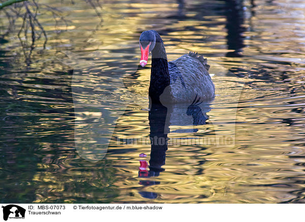 Trauerschwan / black swan / MBS-07073