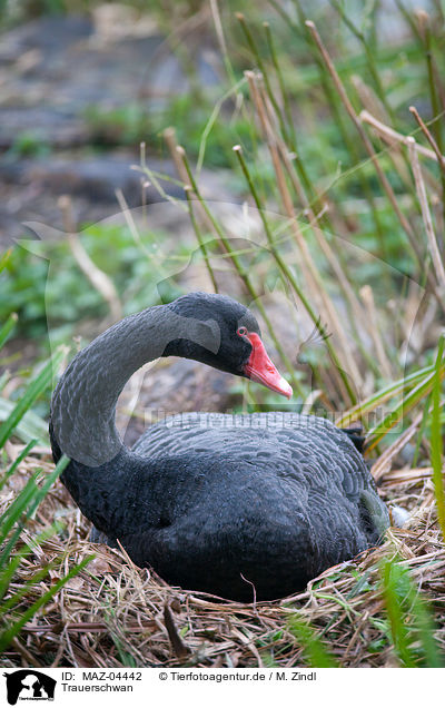 Trauerschwan / black swan / MAZ-04442