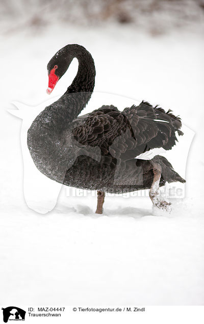 Trauerschwan / black swan / MAZ-04447