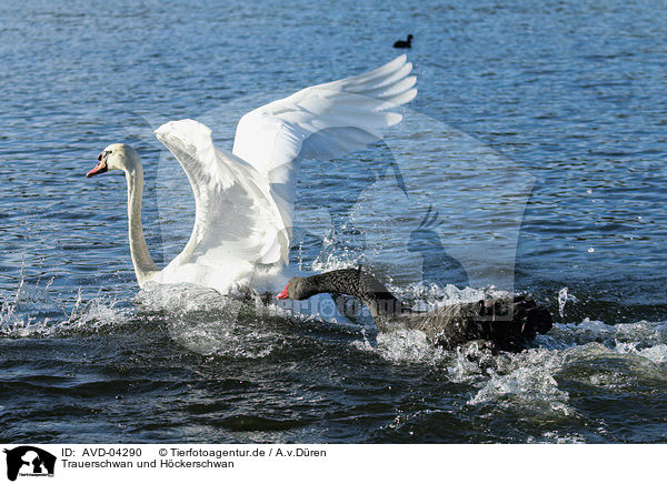 Trauerschwan und Hckerschwan / black swan and mute swan / AVD-04290