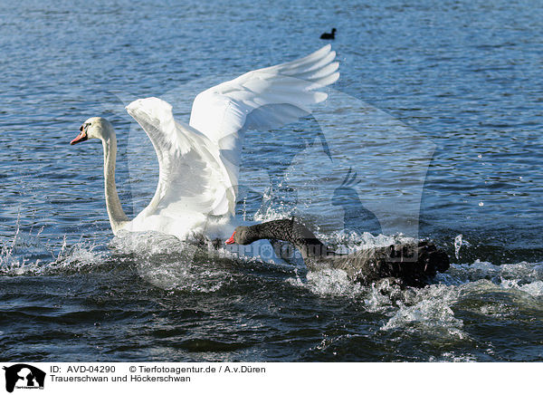 Trauerschwan und Hckerschwan / AVD-04290