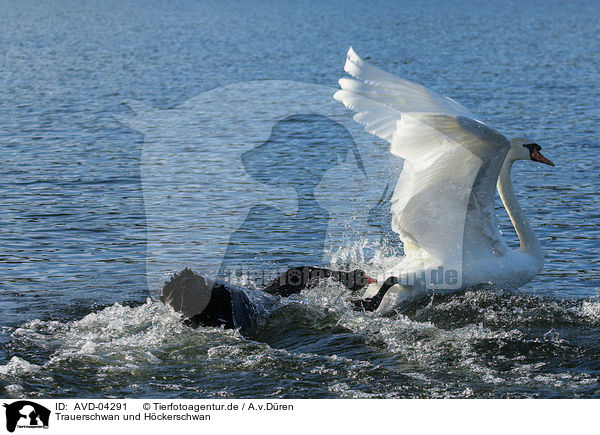 Trauerschwan und Hckerschwan / black swan and mute swan / AVD-04291