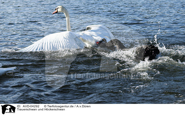 Trauerschwan und Hckerschwan / black swan and mute swan / AVD-04292