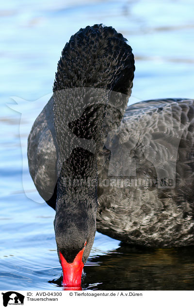 Trauerschwan / black swan / AVD-04300