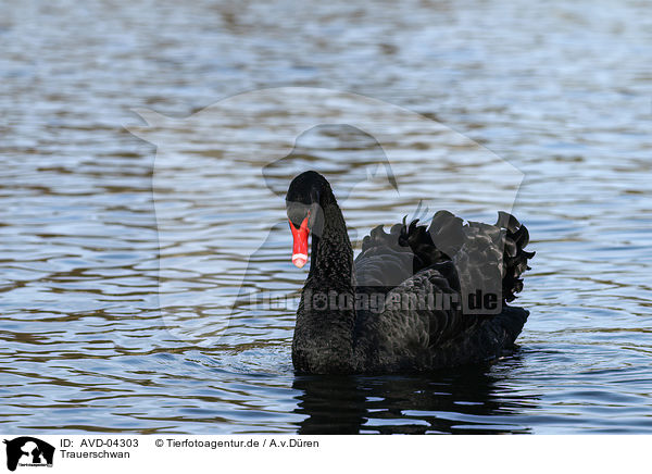 Trauerschwan / black swan / AVD-04303