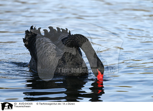 Trauerschwan / black swan / AVD-04305