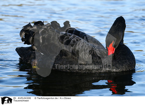 Trauerschwan / black swan / AVD-04306
