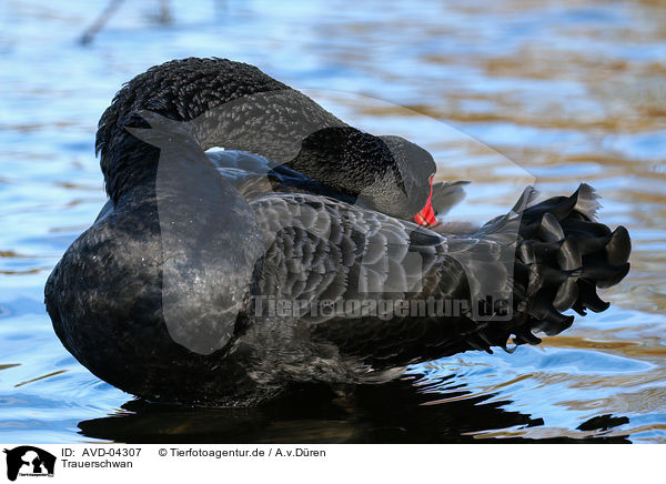 Trauerschwan / AVD-04307