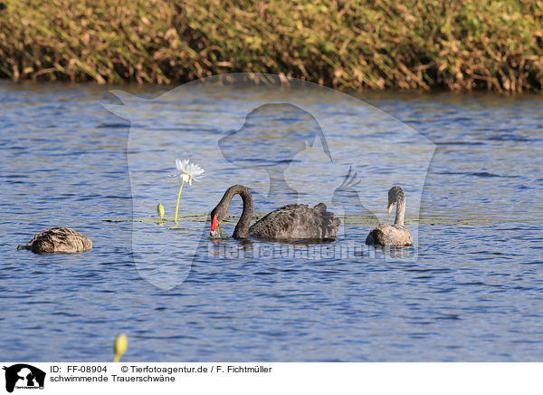 schwimmende Trauerschwne / FF-08904