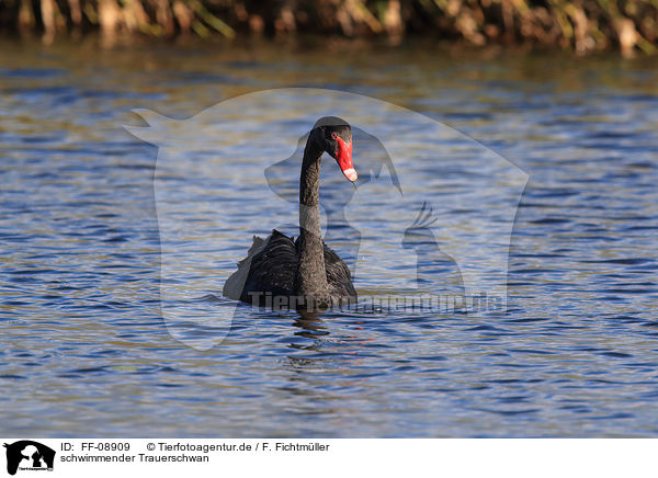 schwimmender Trauerschwan / swimming Black Swan / FF-08909